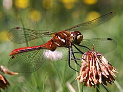 Dragonflies, Damselflies (Odonata)